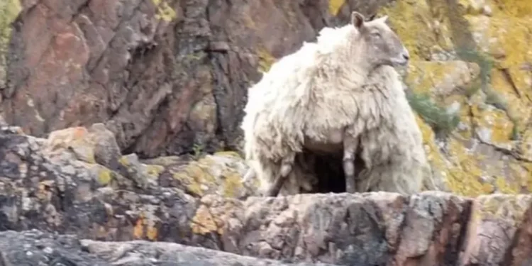 Britain's loneliest sheep pregnant with twins two years after being rescued in Scotland