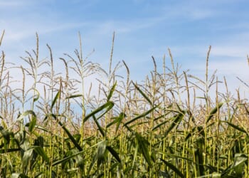 Chinese National Accused Of Smuggling E. Coli DNA Into United States