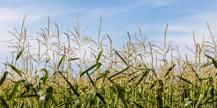 Chinese National Accused Of Smuggling E. Coli DNA Into United States