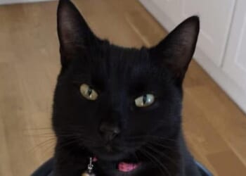 Christmas miracle missing cat returns home after five years | UK | News