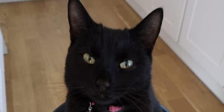 Christmas miracle missing cat returns home after five years | UK | News