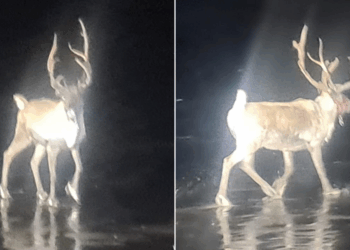 'Christmas saved!' Royal Marines and armed police join forces to track down runaway reindeer