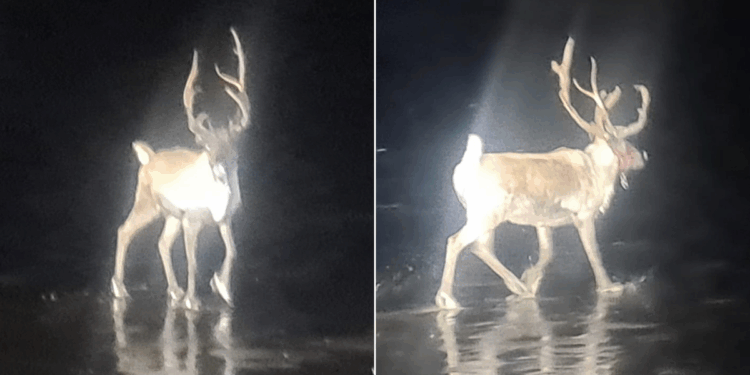 'Christmas saved!' Royal Marines and armed police join forces to track down runaway reindeer