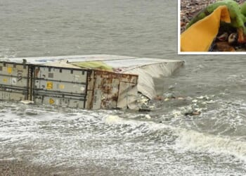 Crates of bananas wash ashore after falling from cargo ship near Isle of Wight | UK | News