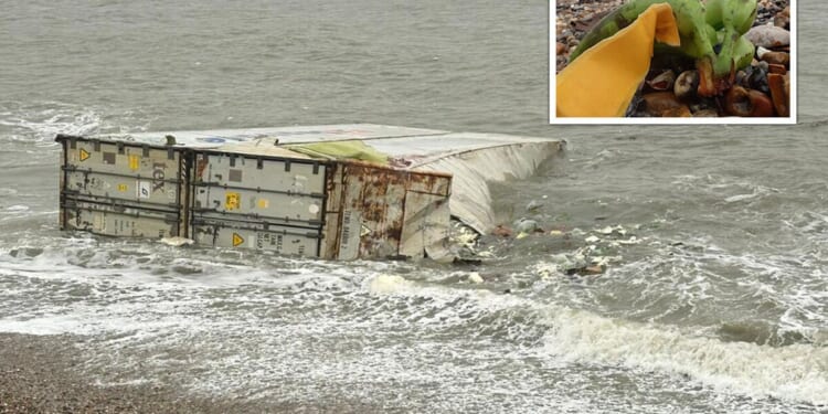 Crates of bananas wash ashore after falling from cargo ship near Isle of Wight | UK | News