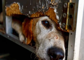 Dog hours from death now thriving - amongst record pet neglect | UK | News