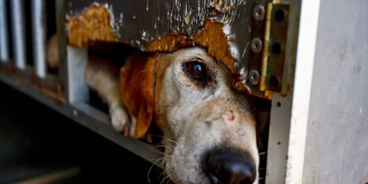 Dog hours from death now thriving - amongst record pet neglect | UK | News