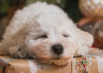 Doggie Day Care Puts Precious Pooches in Must-See Nativity Scenes – RedState