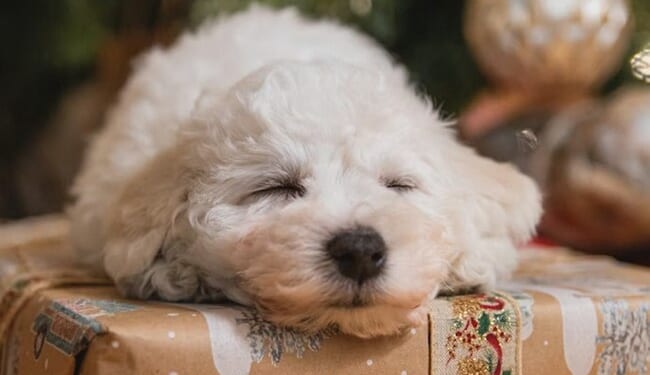 Doggie Day Care Puts Precious Pooches in Must-See Nativity Scenes – RedState