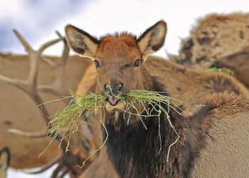 Elk Foundation Secures Massive New Elk Habitat Boost in Michigan – RedState