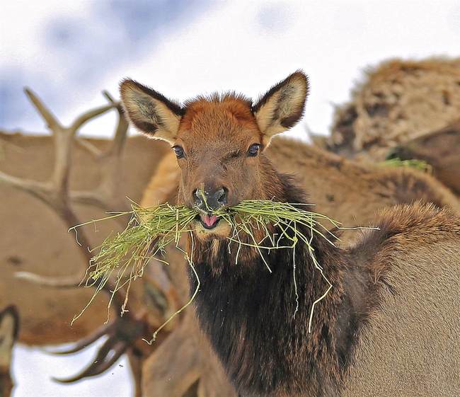 Elk Foundation Secures Massive New Elk Habitat Boost in Michigan – RedState
