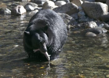 Florida Brings Back Long-Running Bear Hunt, Despite Activists' Outcry – RedState