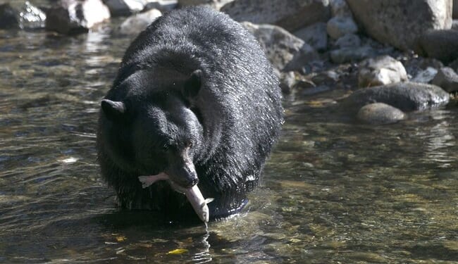 Florida Brings Back Long-Running Bear Hunt, Despite Activists' Outcry – RedState