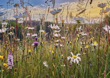 Investment in nature and biodiversity is a ‘priority’, Church Commissioners say
