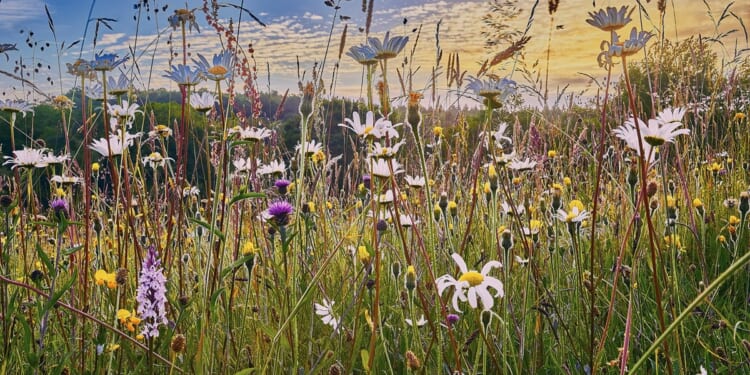 Investment in nature and biodiversity is a ‘priority’, Church Commissioners say