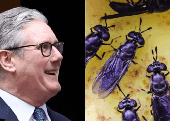 Millions of pounds of British taxpayer cash splurged to fund African insect farm