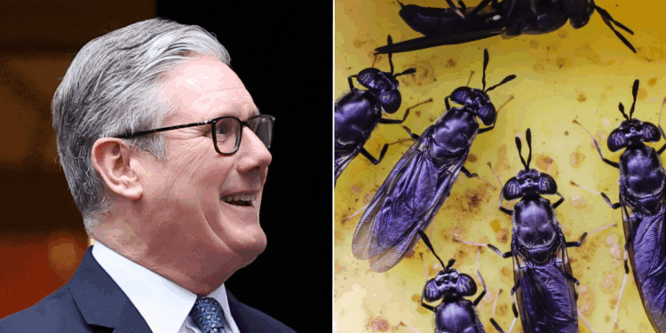 Millions of pounds of British taxpayer cash splurged to fund African insect farm