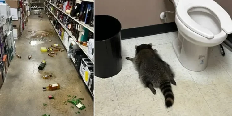 Mischievous raccoon responsible for drunken rampage in booze store suspected of other 'break-ins'