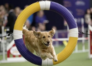 Missouri’s Redistricting Fight Gets an Assist From…Disney’s ‘Air Bud’?! – RedState