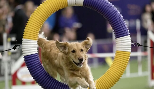 Missouri’s Redistricting Fight Gets an Assist From…Disney’s ‘Air Bud’?! – RedState