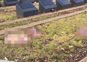 Pig heads thrown into Sydney Muslim cemetery in disturbing act after Bondi Beach massacre | World | News
