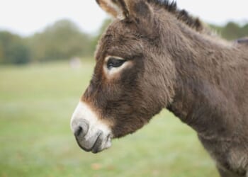 Schools and churches urged to stop using “sensitive” donkeys in nativity plays | UK | News