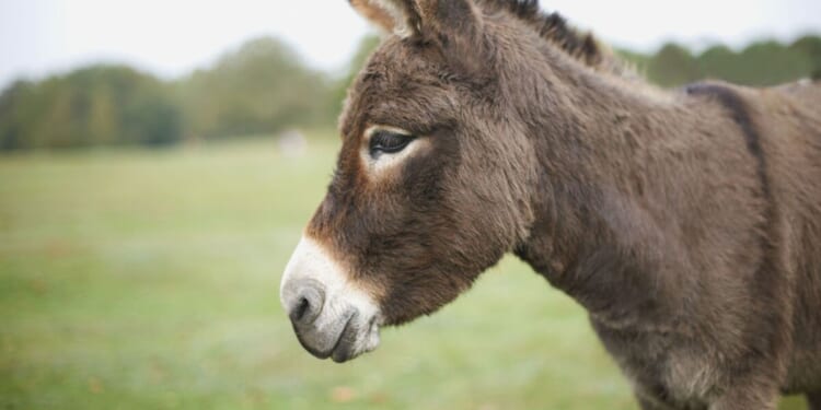 Schools and churches urged to stop using “sensitive” donkeys in nativity plays | UK | News