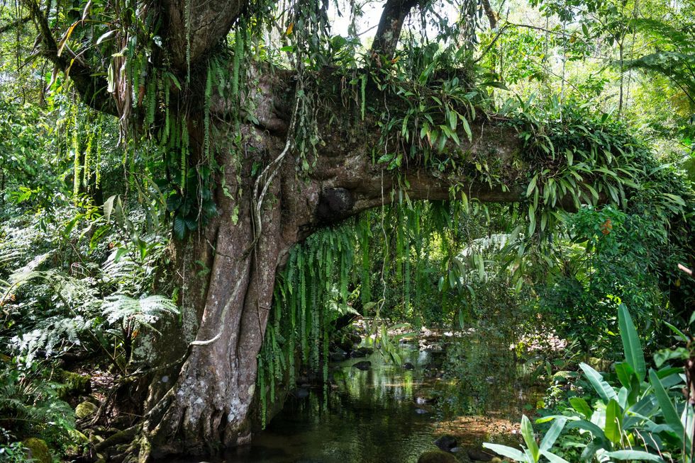 Southern Atlantic Forest