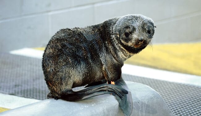 So, a Seal Walks Into a Bar... – RedState