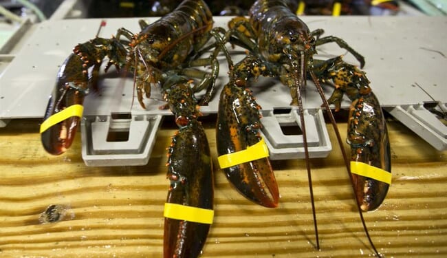 Thieves Claw $400K Shipment From Costco's Clutches – RedState