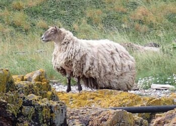UK’s loneliest sheep pregnant with twins after being trapped on a cliff for two years | UK | News