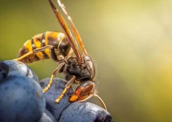 Warning issued over invasion of Asian hornets - 'out of control' | UK | News