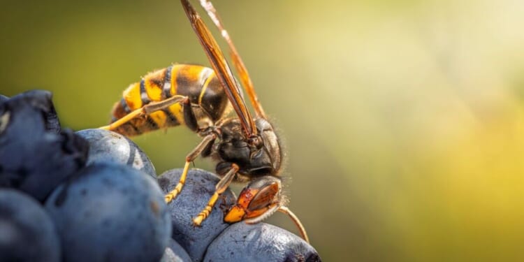 Warning issued over invasion of Asian hornets - 'out of control' | UK | News