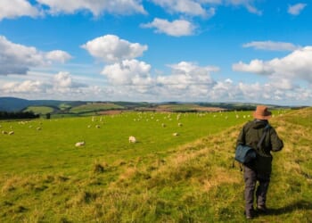 the art of walking through Advent