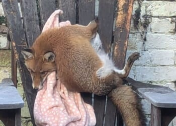 RSPCA's wackiest animal rescues of 2025, like a fox trapped in a chair | UK | News