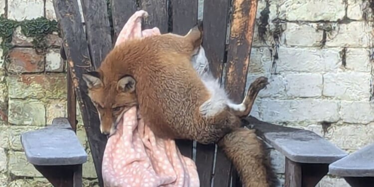 RSPCA's wackiest animal rescues of 2025, like a fox trapped in a chair | UK | News