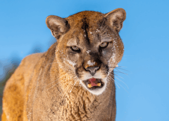 Woman dies in 'big cat attack' on popular American hiking trail