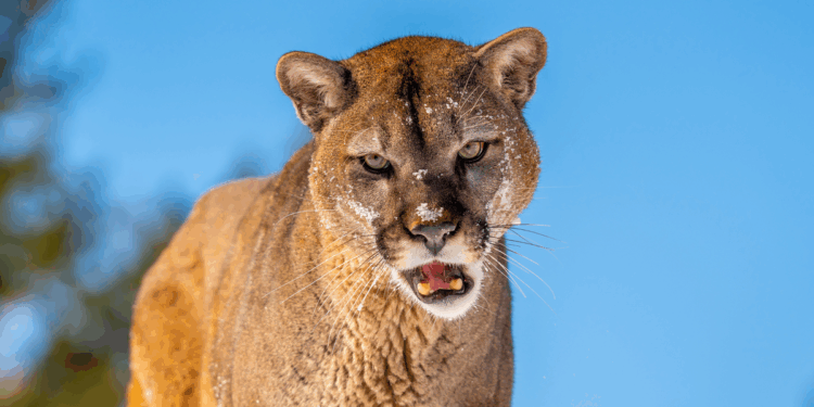 Woman dies in 'big cat attack' on popular American hiking trail