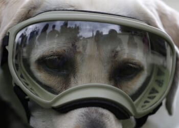 Yellow Labrador Rescued From Icy Fate – RedState