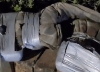 Police and bomb squad descend on Sydney street after man spotted wearing suspicious vest