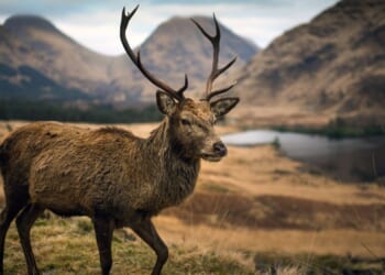 British red deer could disappear from countryside forever as Asian competitor takes over