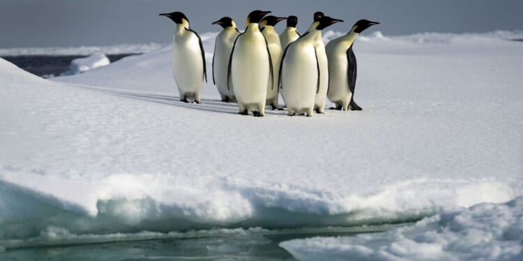 Bombshell new map reveals what sits below Antarctica's icy surface | UK | News