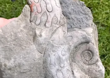 Archaeology discovery unearthed by National Trust as incredible 340-million-year-old fossils unexpectedly found
