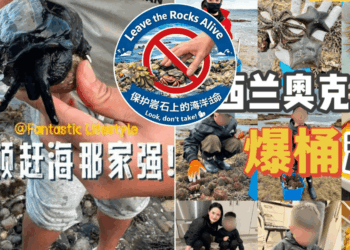 New Zealand seaside town launches fierce protest at 'Chinese bucket people' stripping beaches BARE of wildlife