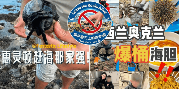 New Zealand seaside town launches fierce protest at 'Chinese bucket people' stripping beaches BARE of wildlife