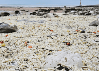 Locals left stunned after thousands of CHIPS wash up on beach