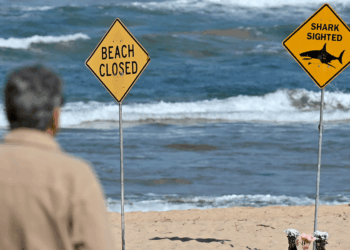 Experts reveal 'disgusting' reason behind city's three horror bites in 24 hours