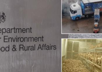 Labour braced for legal battle over ‘cruel’ law change allowing controversial pre-slaughter treatment of billions of chickens