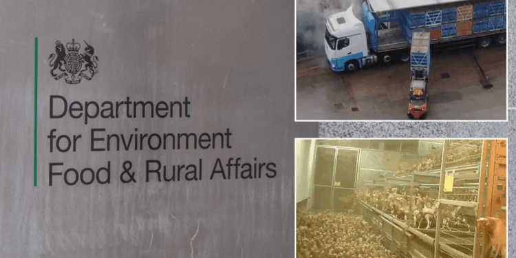 Labour braced for legal battle over ‘cruel’ law change allowing controversial pre-slaughter treatment of billions of chickens