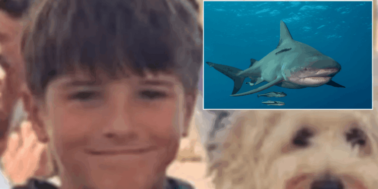 Schoolboy, 12, 'will never wake up again' after mauling left him 'brain dead'